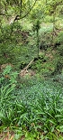 Plants: image 9 Of 208 Thumb